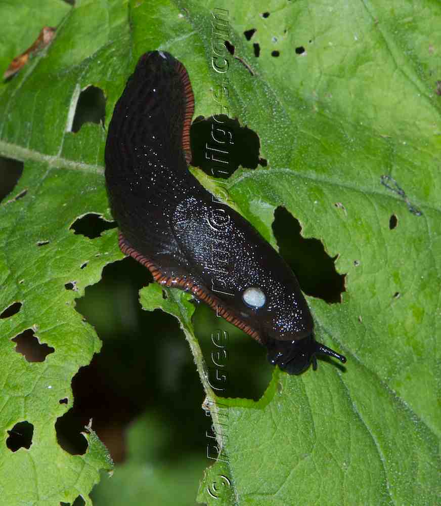 Black Slug Arion ater ©PhilGee